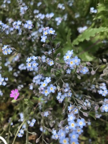 field forget-me-not