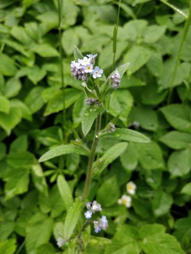 field forget-me-not