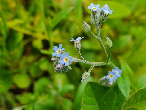 field forget-me-not