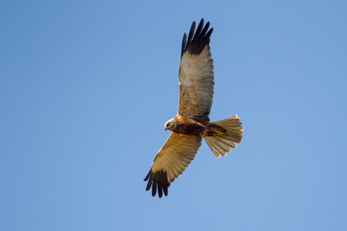Western Marsh Harrier