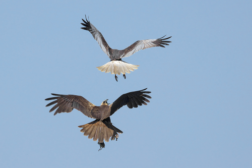 Western Marsh Harrier