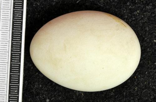 Western Marsh Harrier