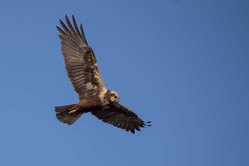 Western Marsh Harrier