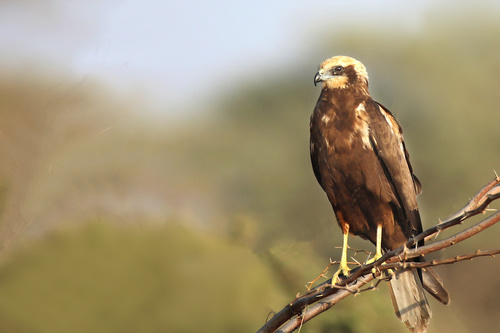 Western Marsh Harrier