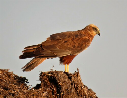 Western Marsh Harrier
