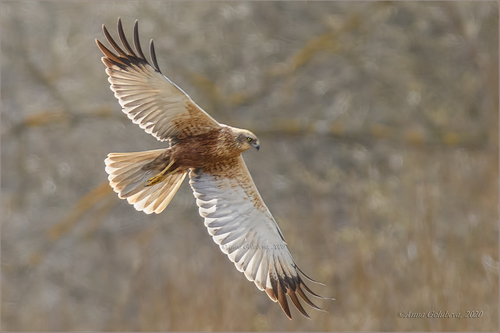 Western Marsh Harrier