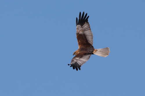 Western Marsh Harrier