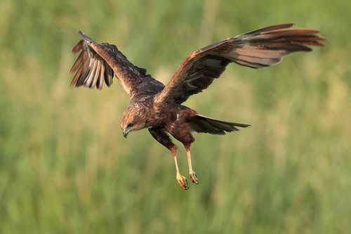 Western Marsh Harrier