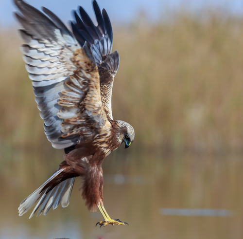 Western Marsh Harrier