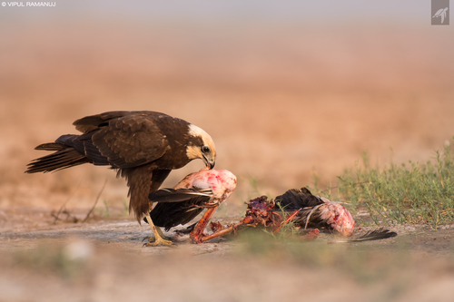 Western Marsh Harrier