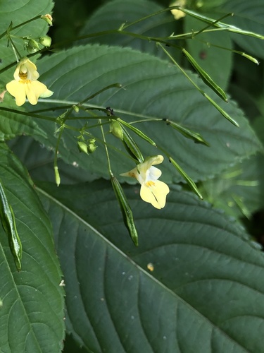 small balsam