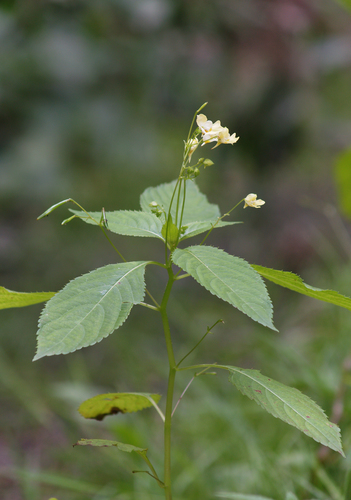 small balsam