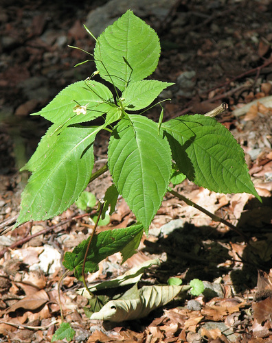 small balsam