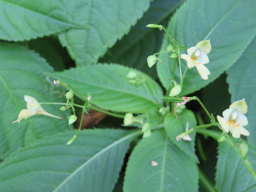 small balsam
