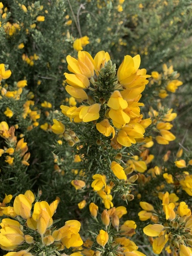 gorse