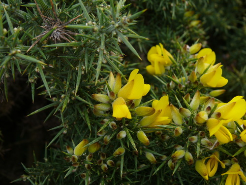 gorse