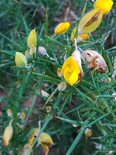 gorse