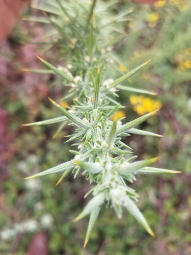 gorse
