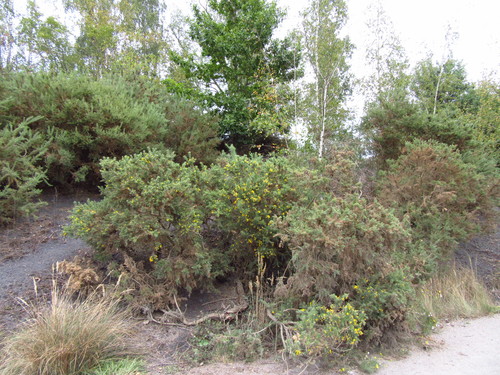 gorse