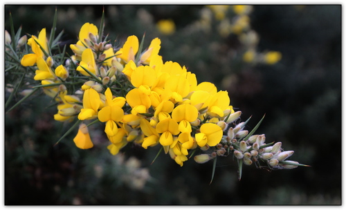 gorse