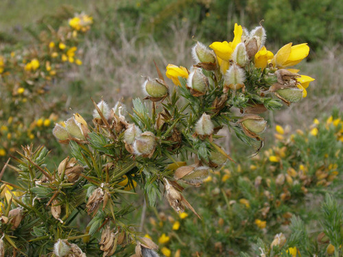 gorse