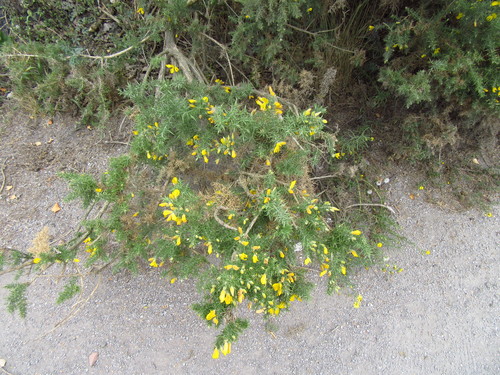 gorse
