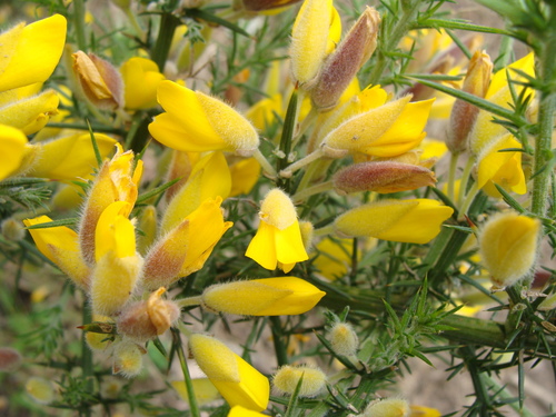 gorse