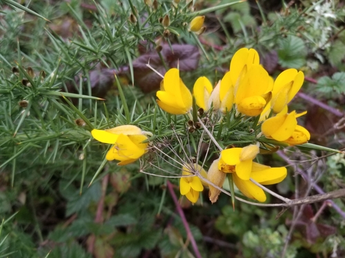 gorse