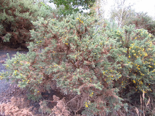 gorse
