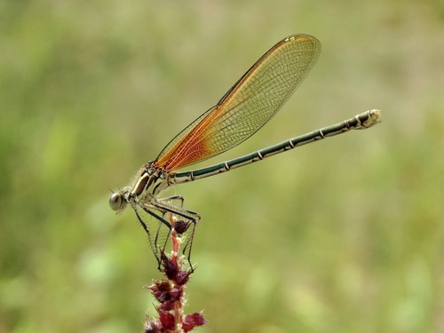 American Rubyspot