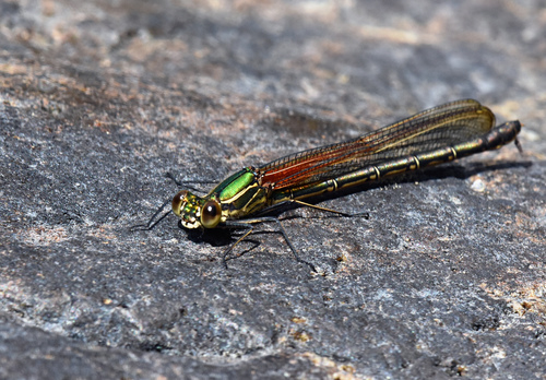 American Rubyspot