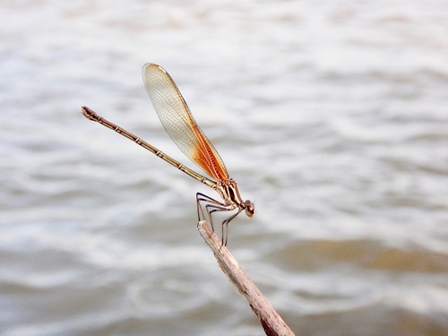 American Rubyspot