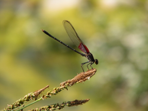 American Rubyspot