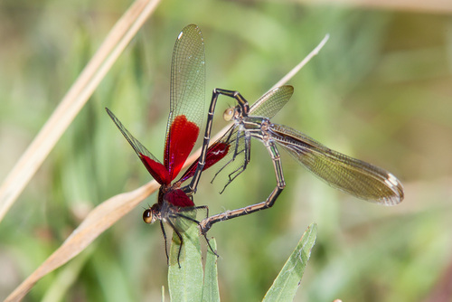 American Rubyspot