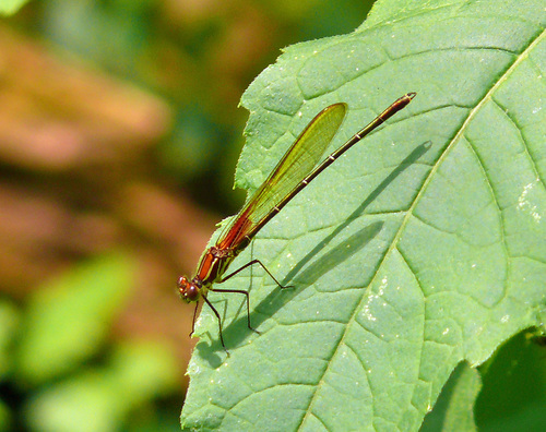 American Rubyspot