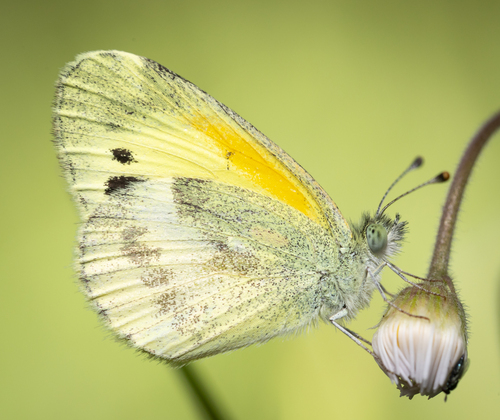 Dainty Sulphur