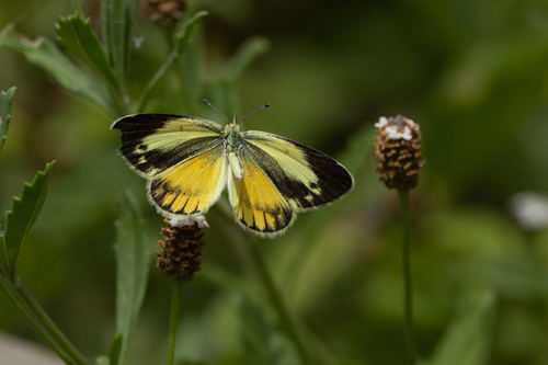 Dainty Sulphur
