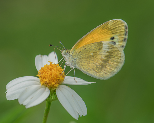 Dainty Sulphur
