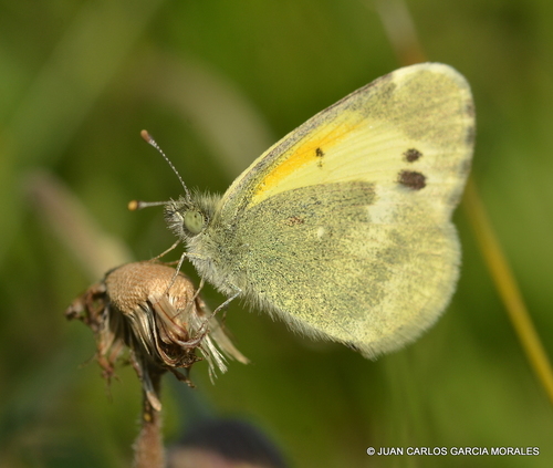 Dainty Sulphur