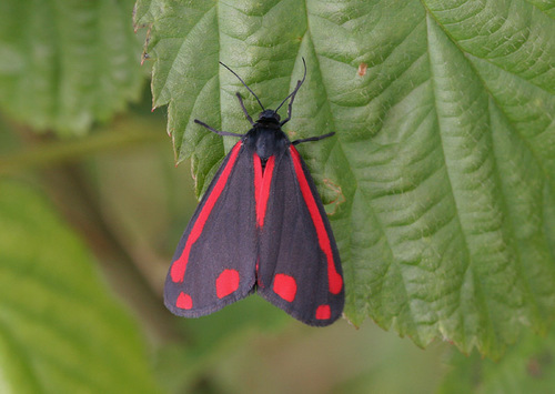 Cinnabar moth