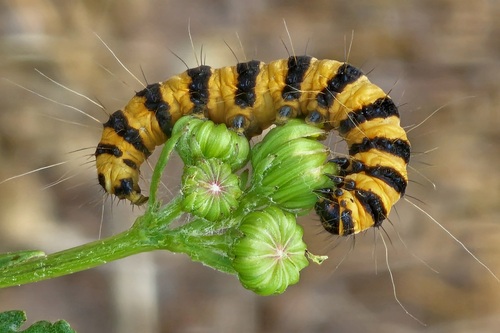Cinnabar moth
