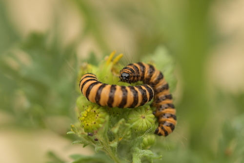 Cinnabar moth