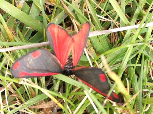 Cinnabar moth