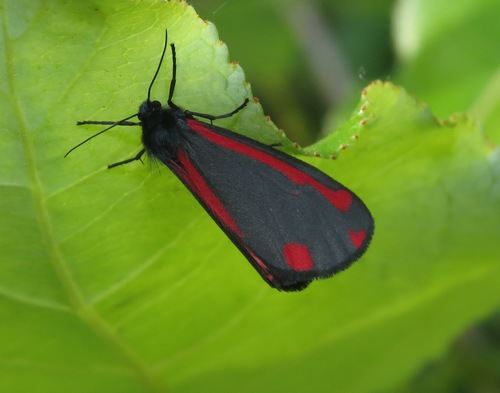 Cinnabar moth