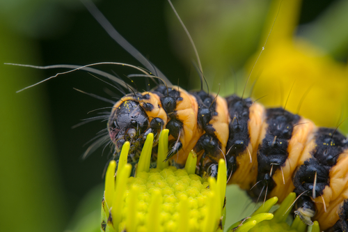 Cinnabar moth