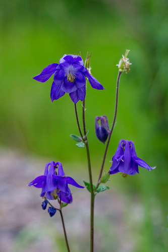 common columbine
