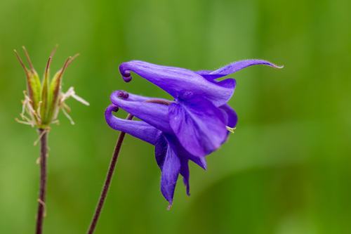 common columbine