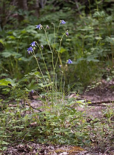 common columbine