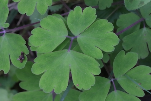 common columbine