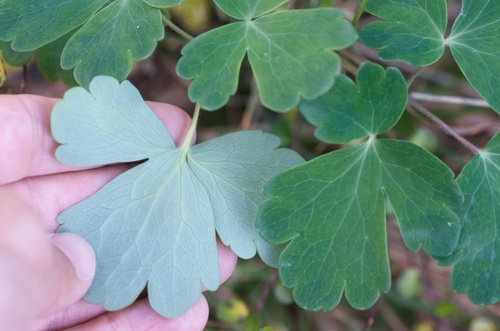 common columbine